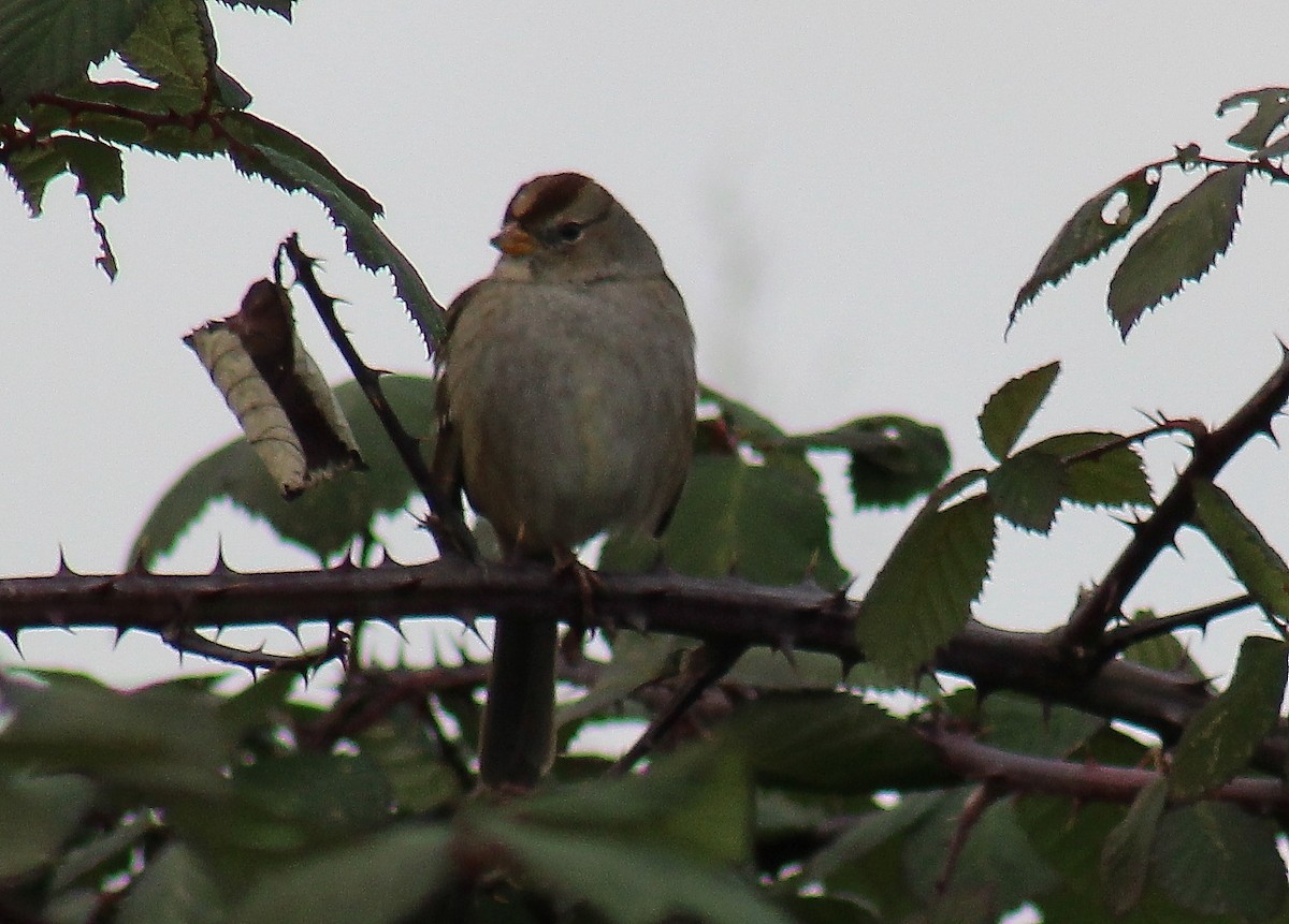 White-crowned Sparrow - ML125109221