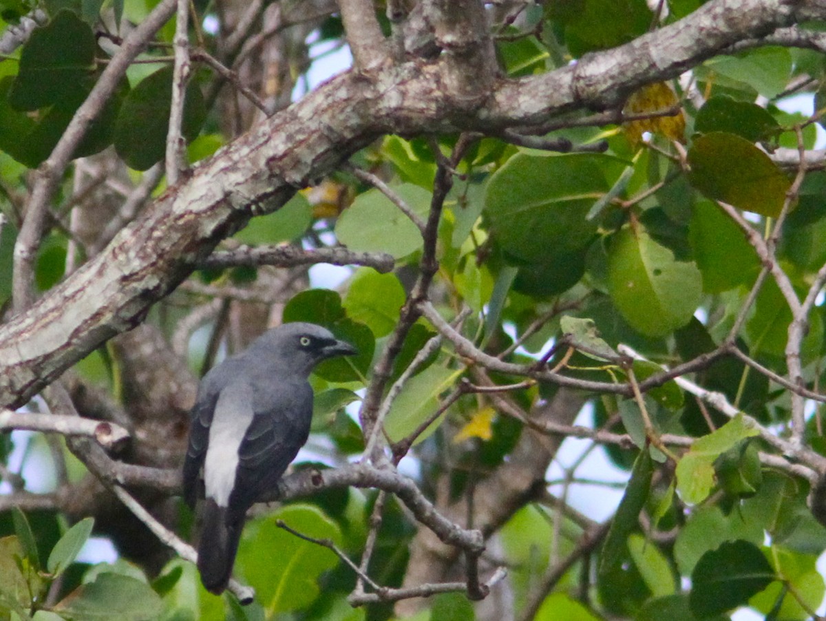 White-rumped Cuckooshrike - ML125109441