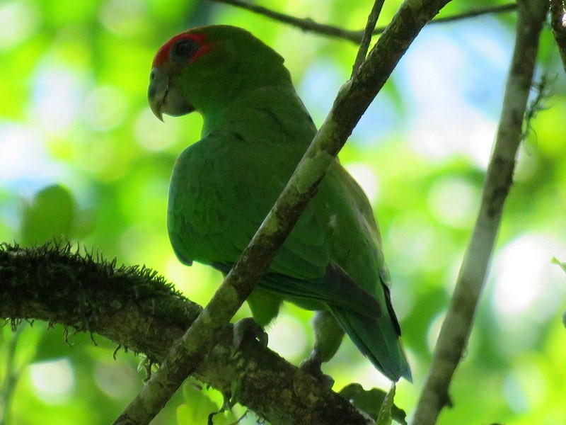 Pileated Parrot - ML125110661
