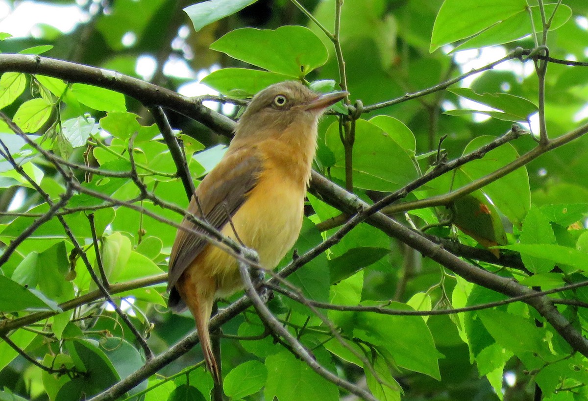 Atila Ojiblanco - ML125110681