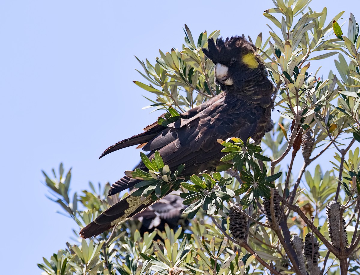 Yellow-tailed Black-Cockatoo - ML125111401