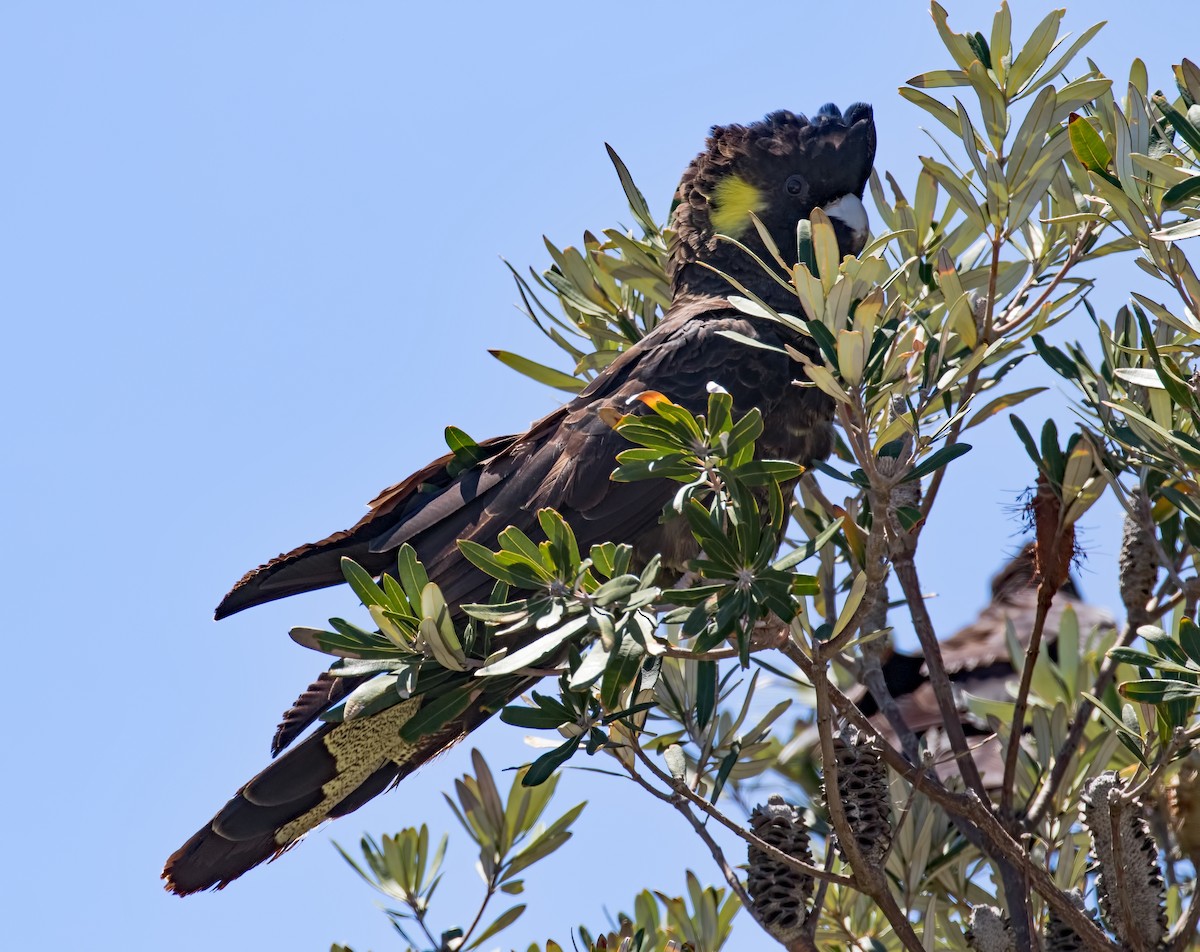 Yellow-tailed Black-Cockatoo - ML125111421