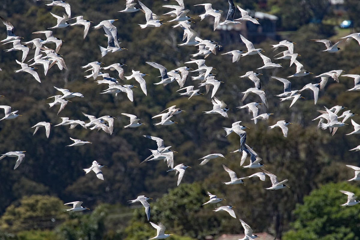Great Crested Tern - ML125111481