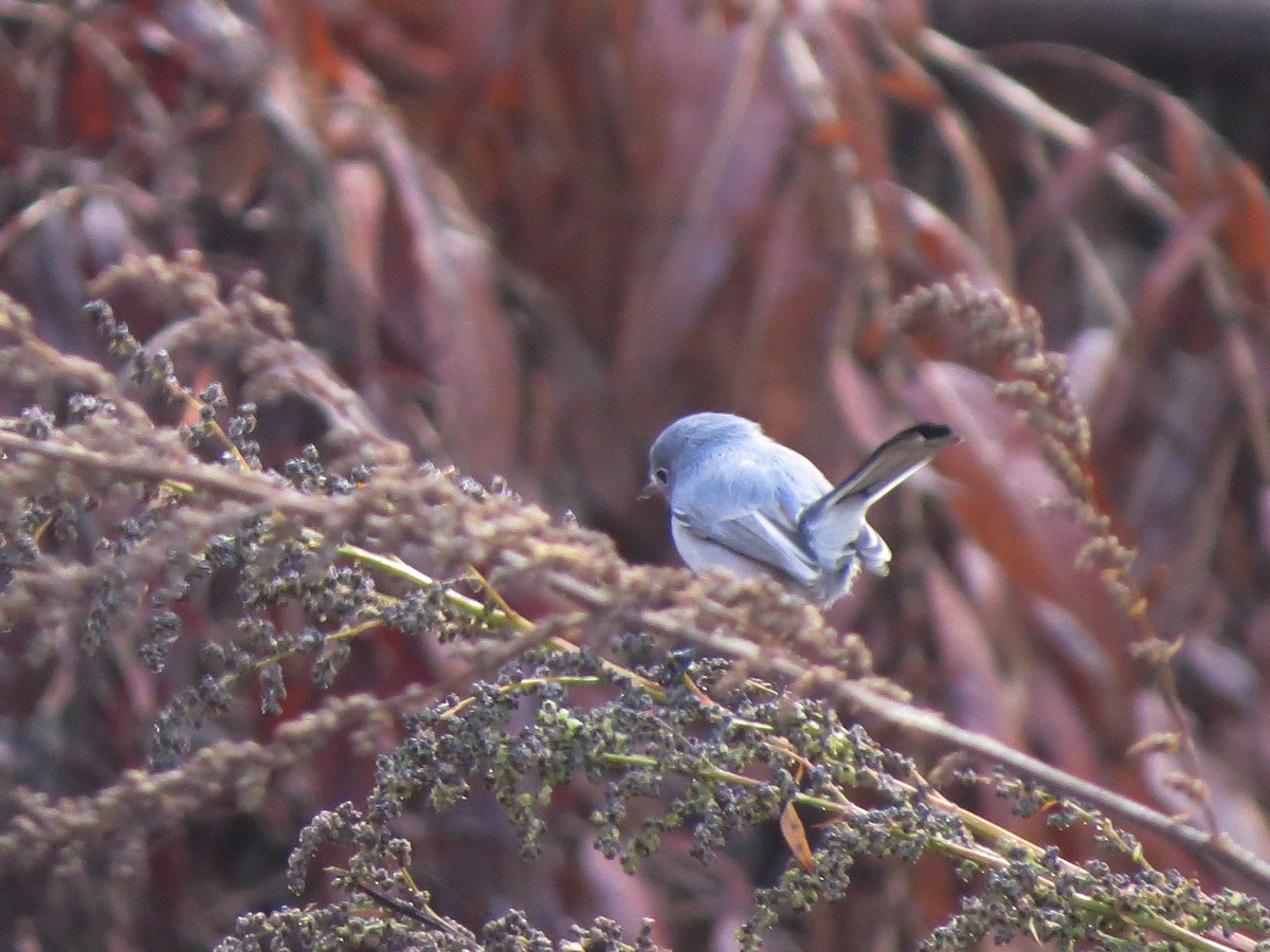 Blue-gray Gnatcatcher - Javier Vazquez