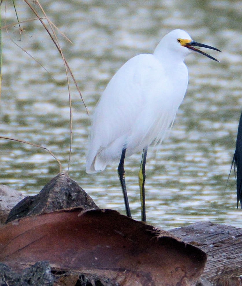 Snowy Egret - Kenneth Butler