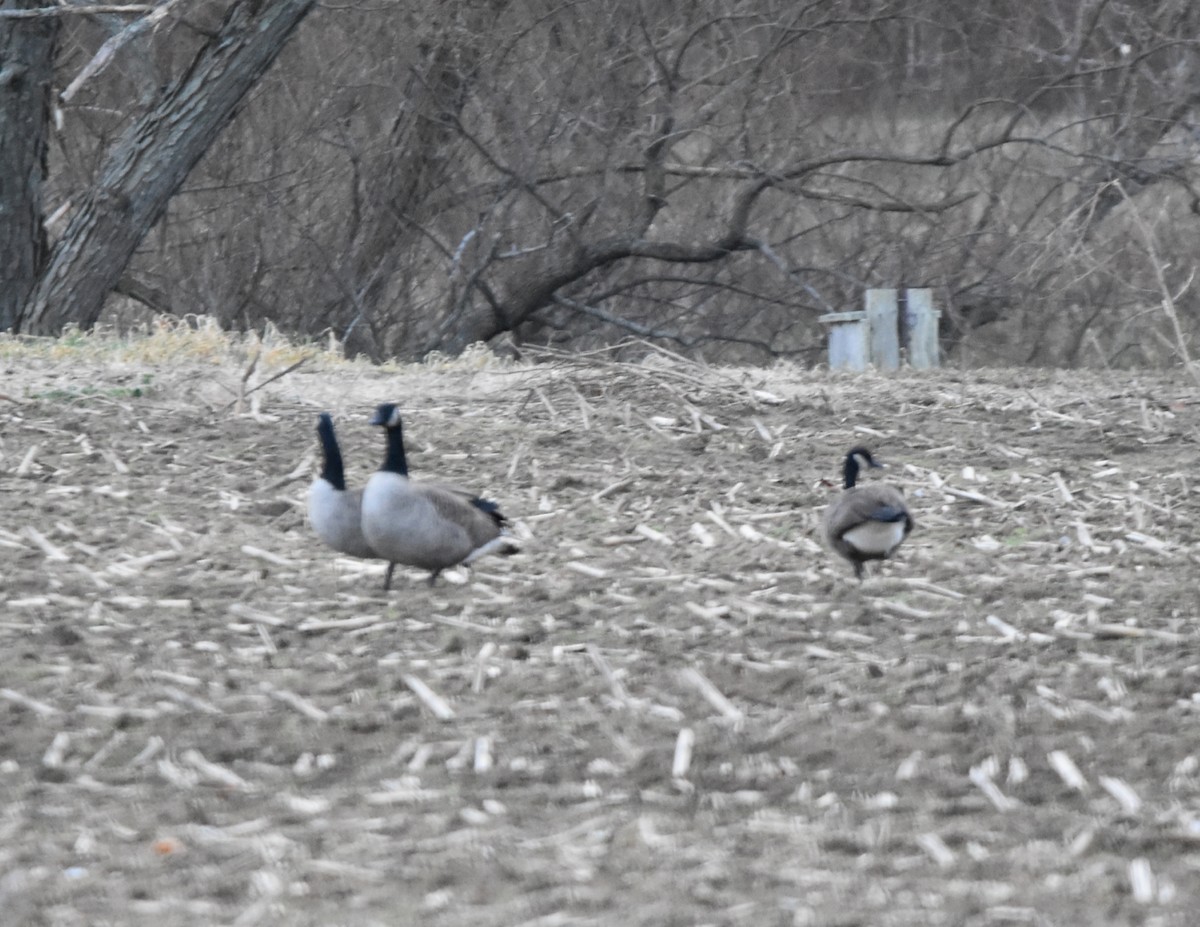 Cackling Goose - Nathan Langwald