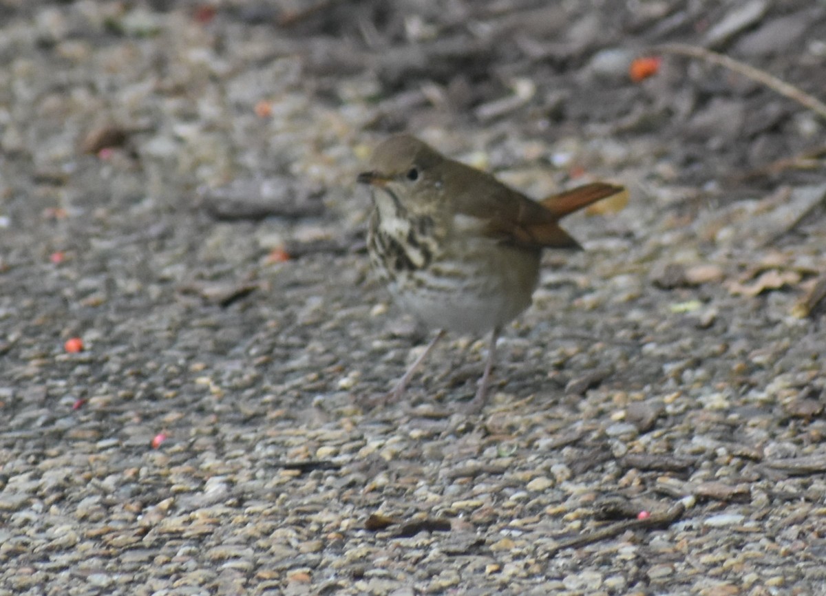 Hermit Thrush - Warren Rofe