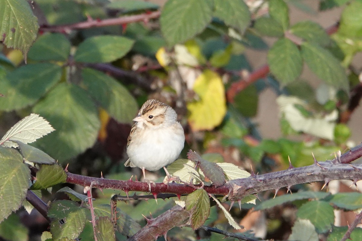 Clay-colored Sparrow - ML125119471