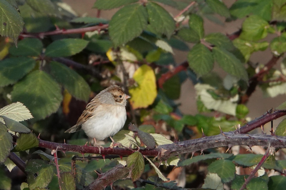 Clay-colored Sparrow - ML125119491