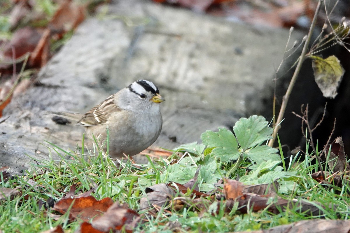 White-crowned Sparrow - ML125120101