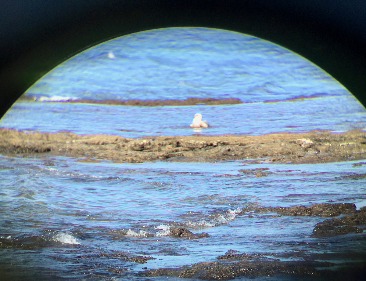 Slaty-backed Gull - Cheshta Buckley