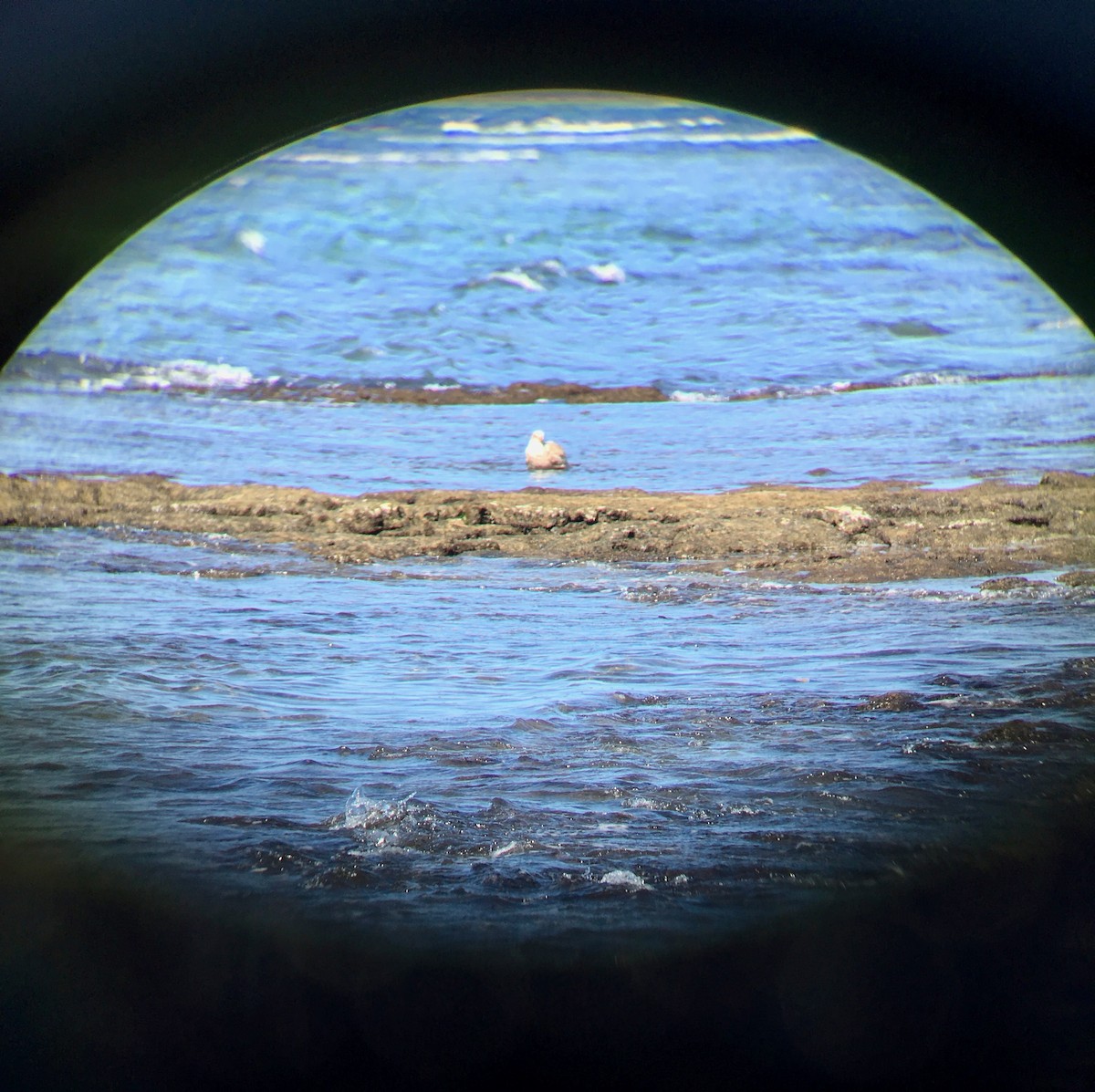 Slaty-backed Gull - Cheshta Buckley