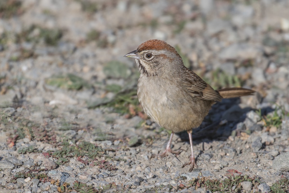 Rufous-crowned Sparrow - Bill Chen