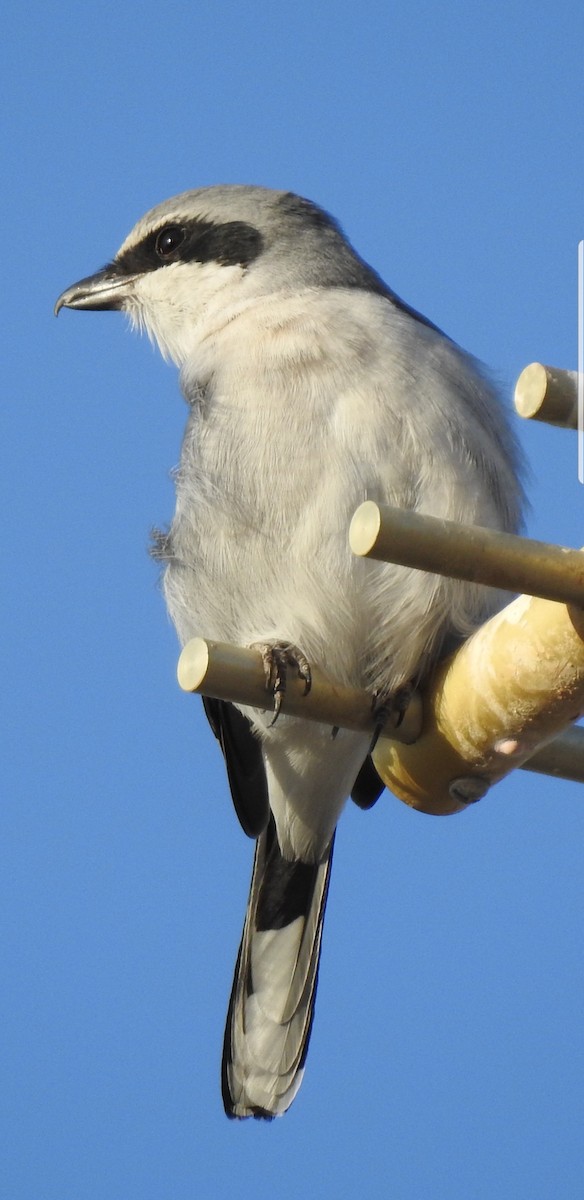 Loggerhead Shrike - Bill Pelletier
