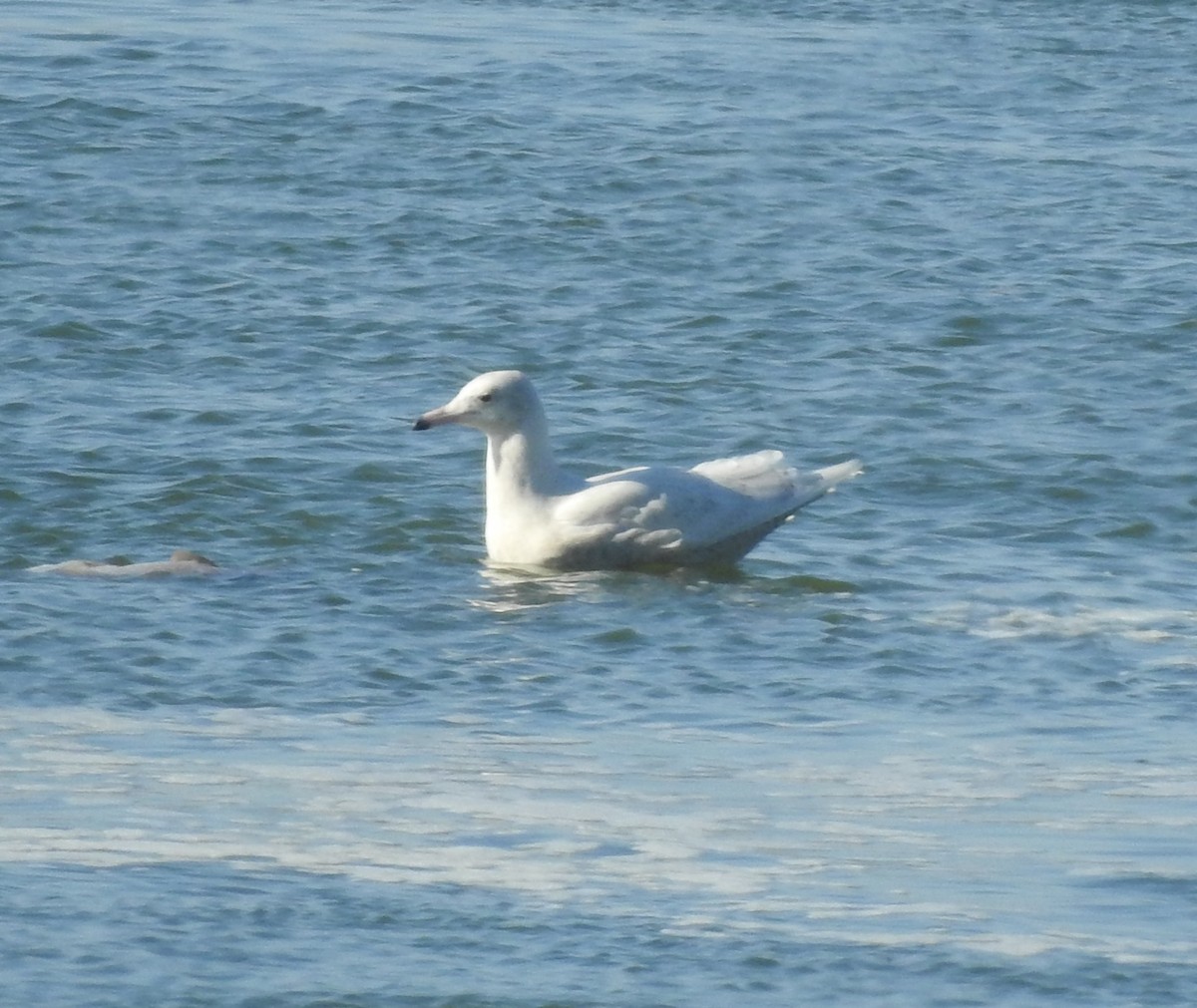 Glaucous Gull - Clay Bliznick