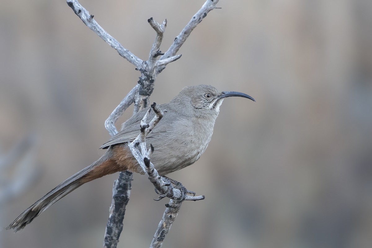 Crissal Thrasher - ML125124791