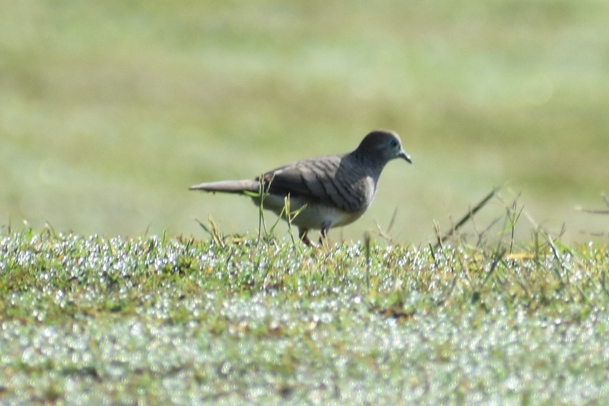 斑馬鳩 - ML125126161