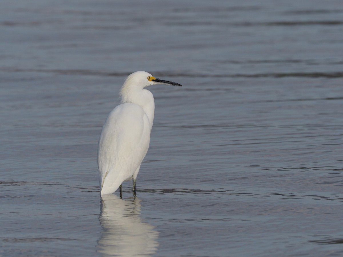 Snowy Egret - ML125126841