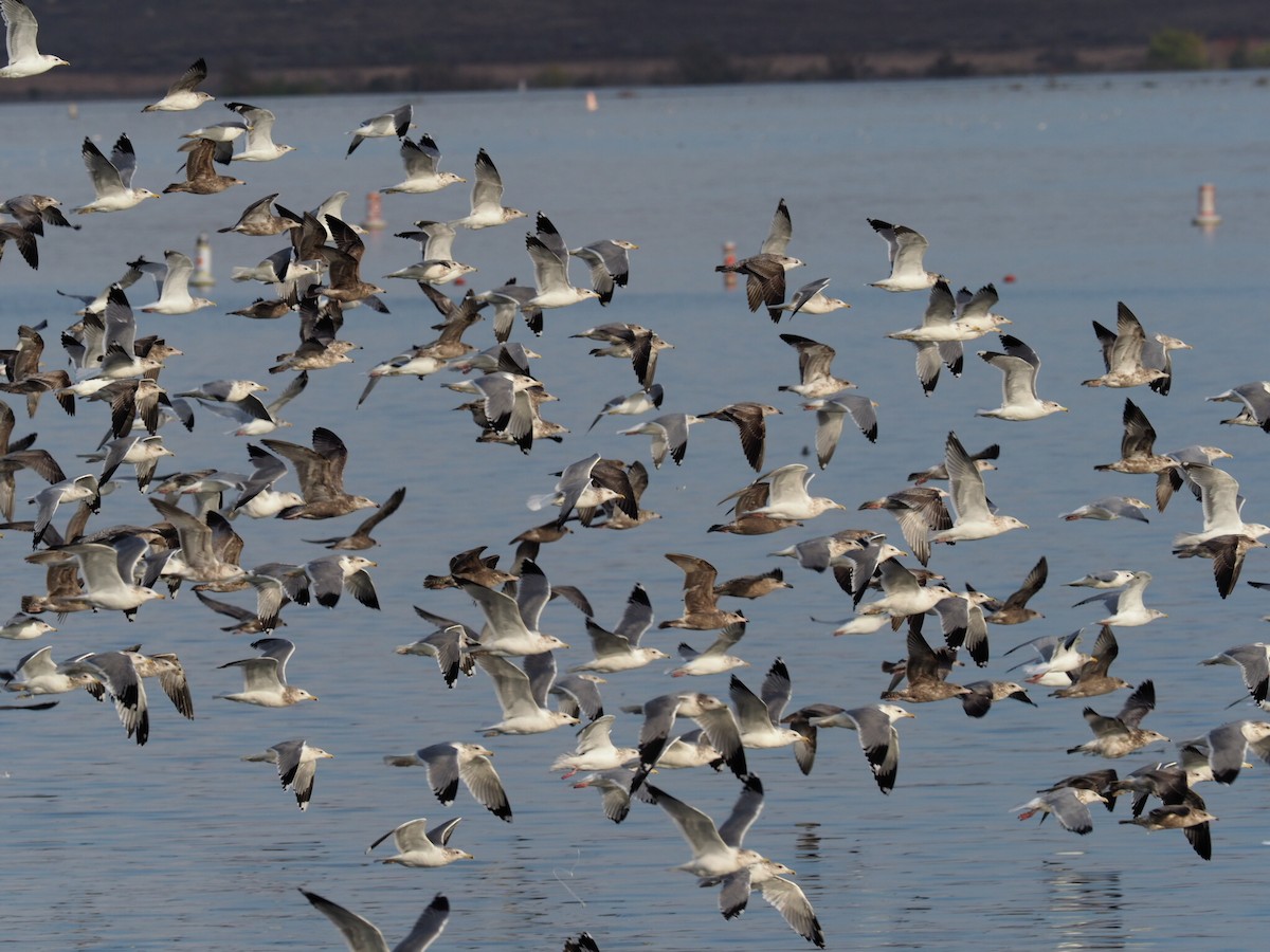 California Gull - ML125127141