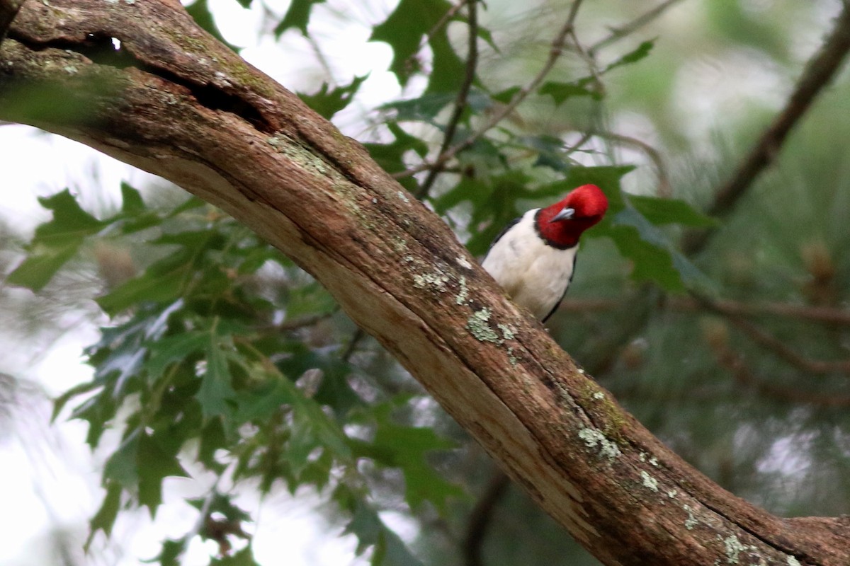 Red-headed Woodpecker - ML125127291