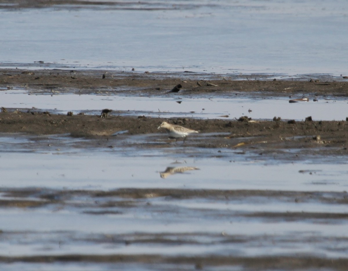 Baird's Sandpiper - ML125129091