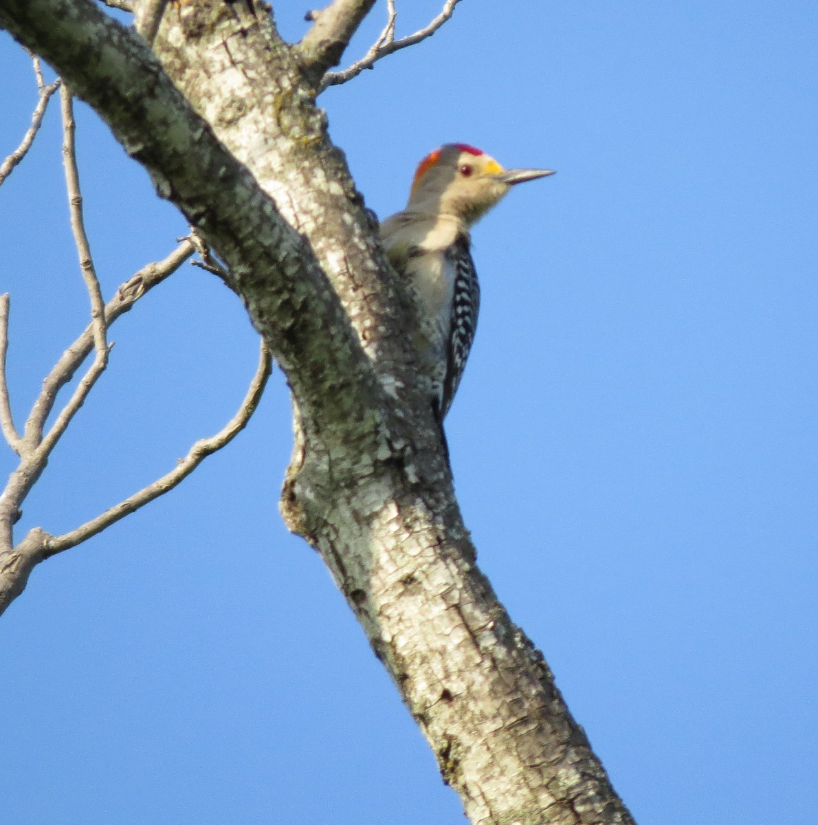 Golden-fronted Woodpecker - ML125131141