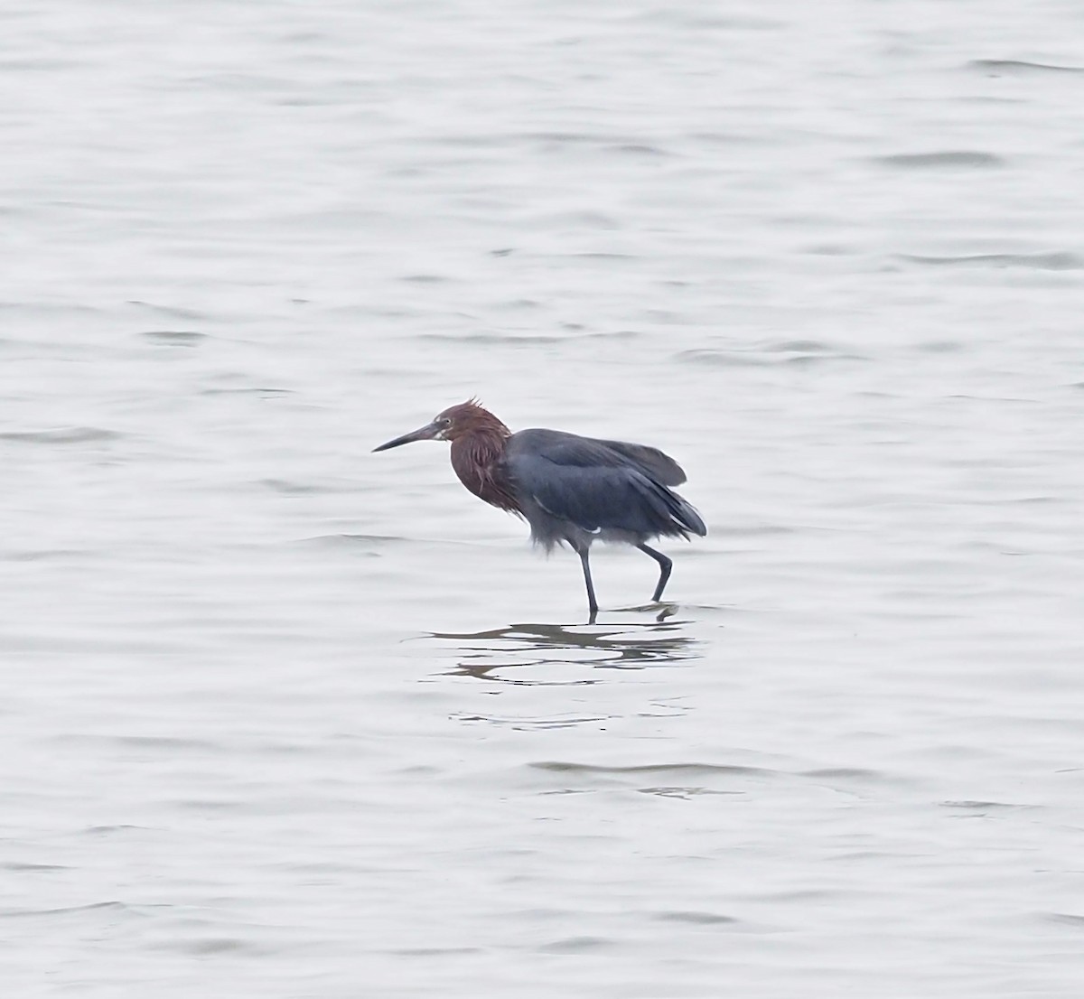 Reddish Egret - ML125133081