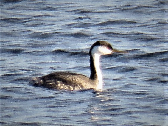 Western Grebe - ML125133121