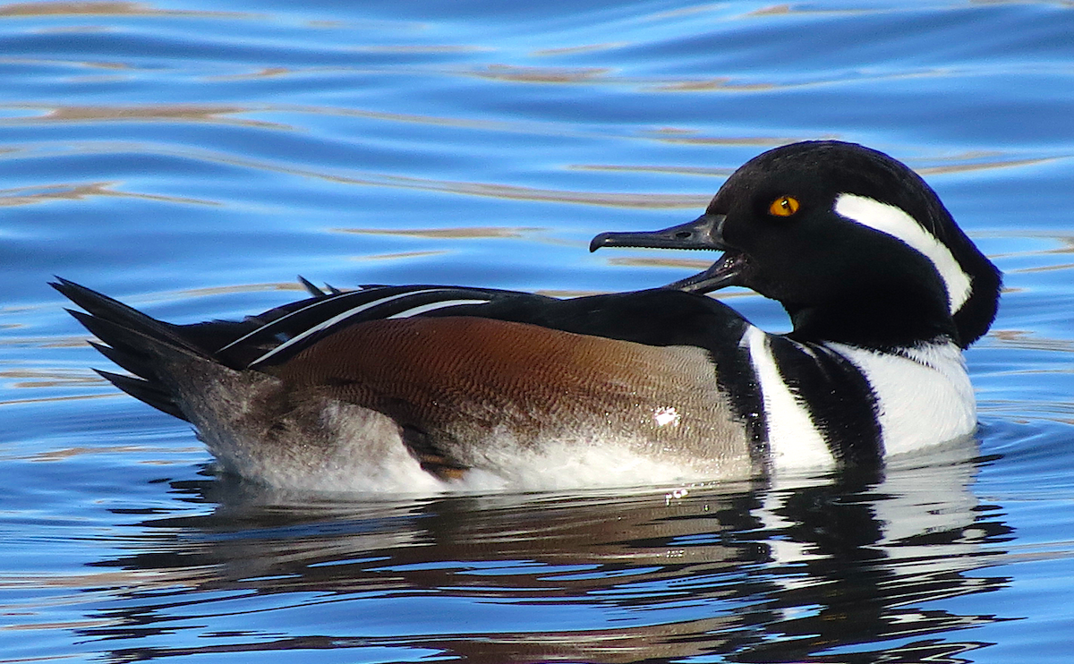 Hooded Merganser - Ted Floyd