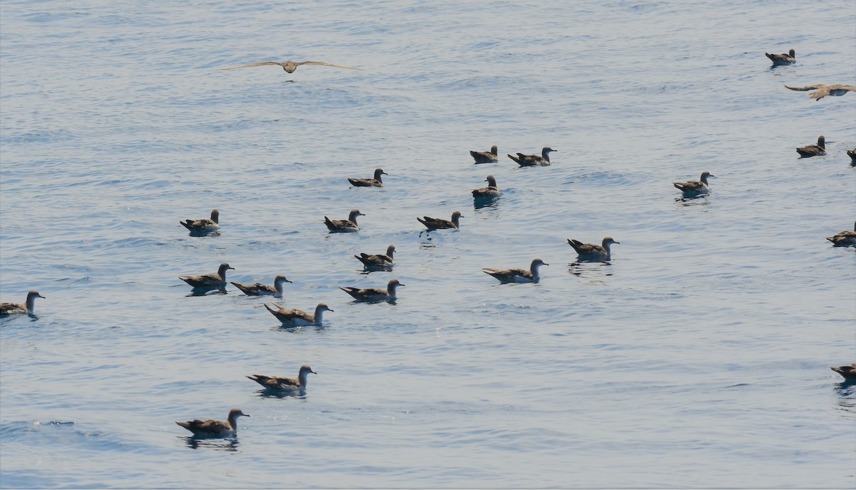 Wedge-tailed Shearwater - Rodolfo Dodero