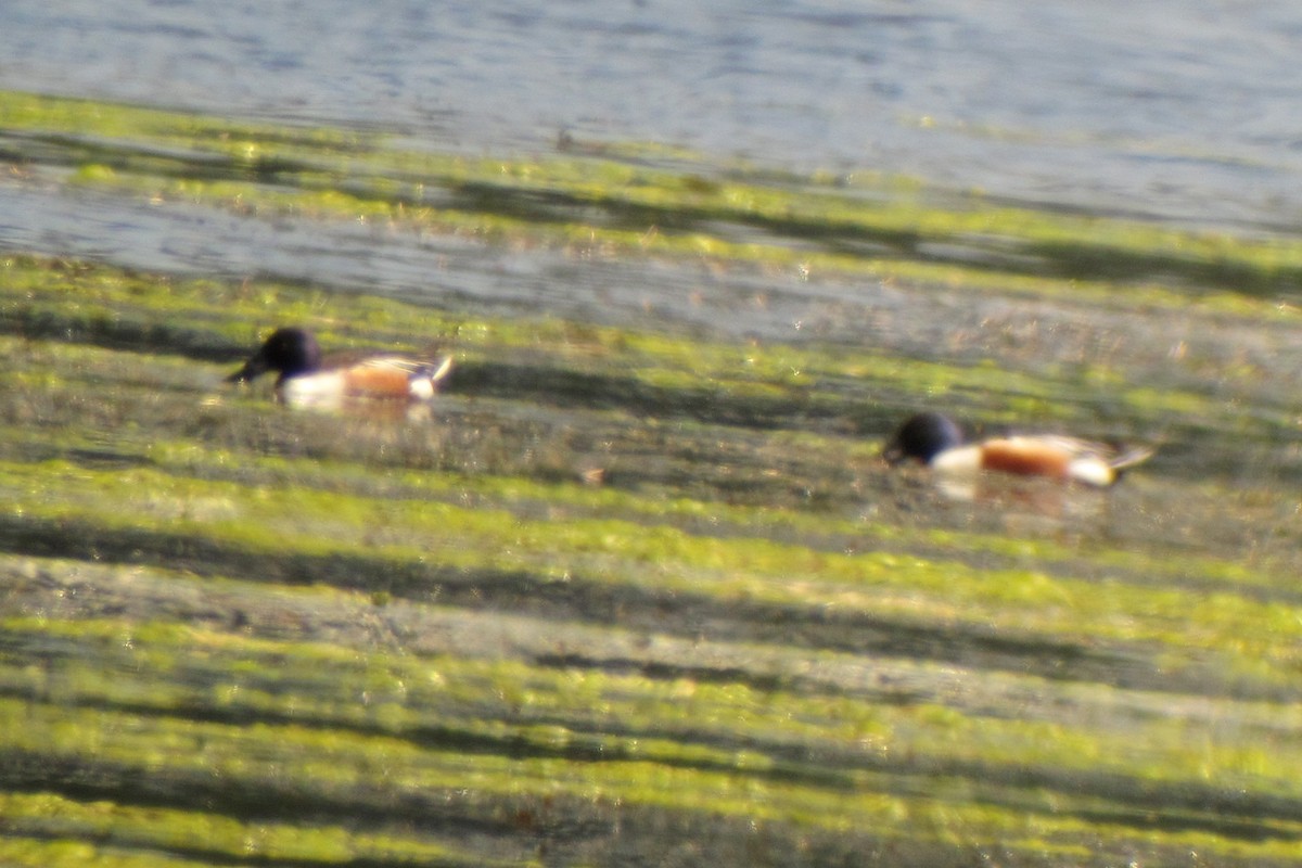 Northern Shoveler - ML125136961