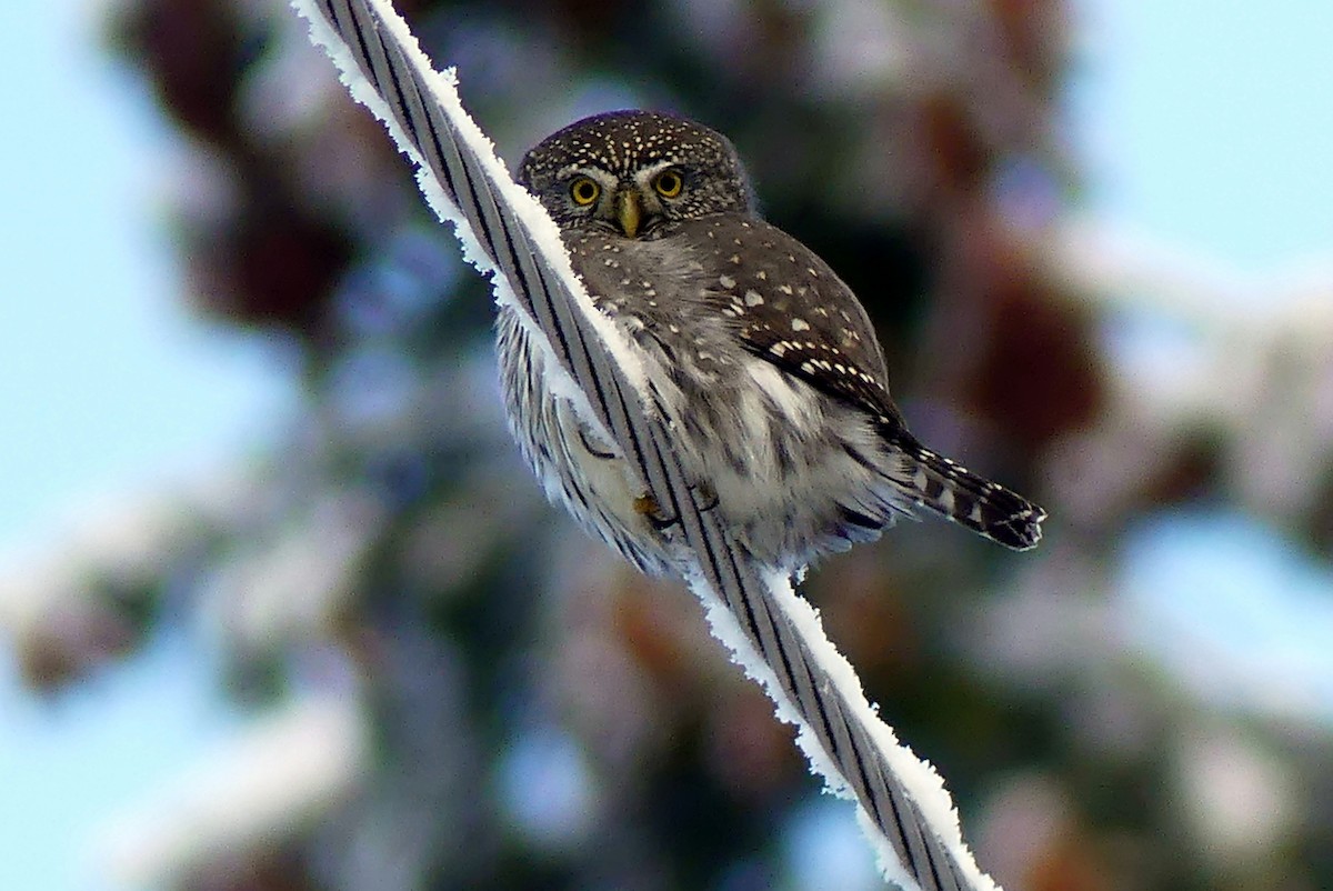 Northern Pygmy-Owl - ML125139571