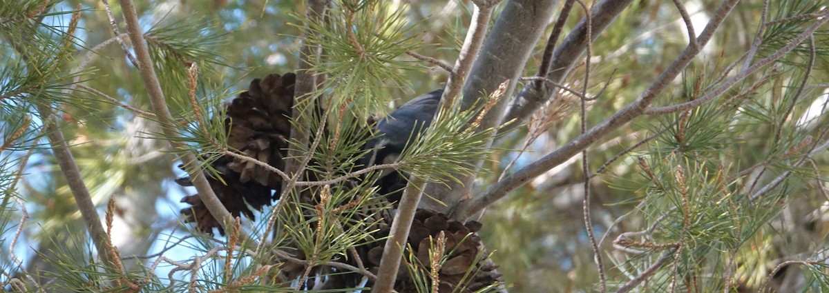 Red-breasted Nuthatch - ML125141391