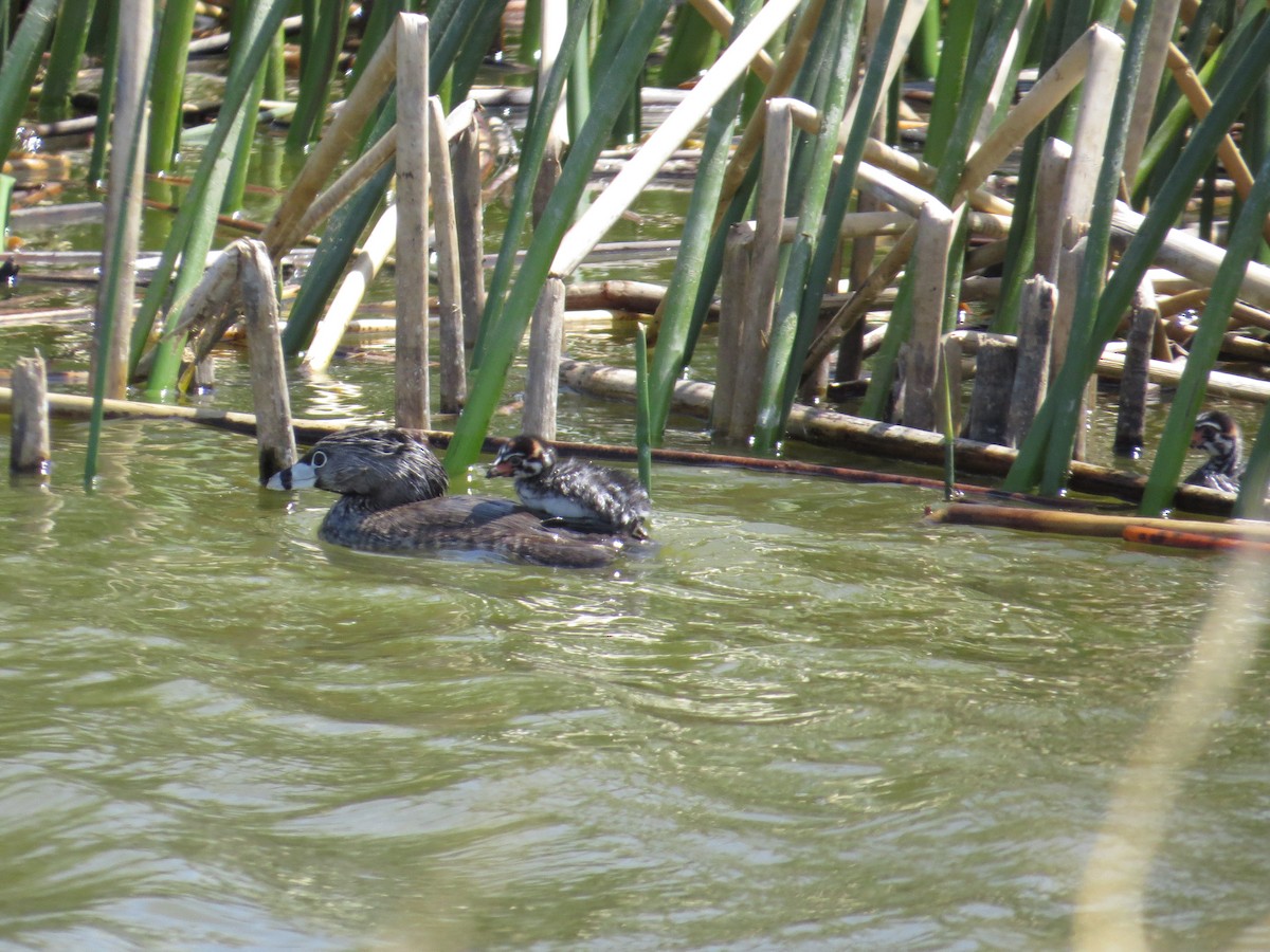 Pied-billed Grebe - Brittany O'Connor