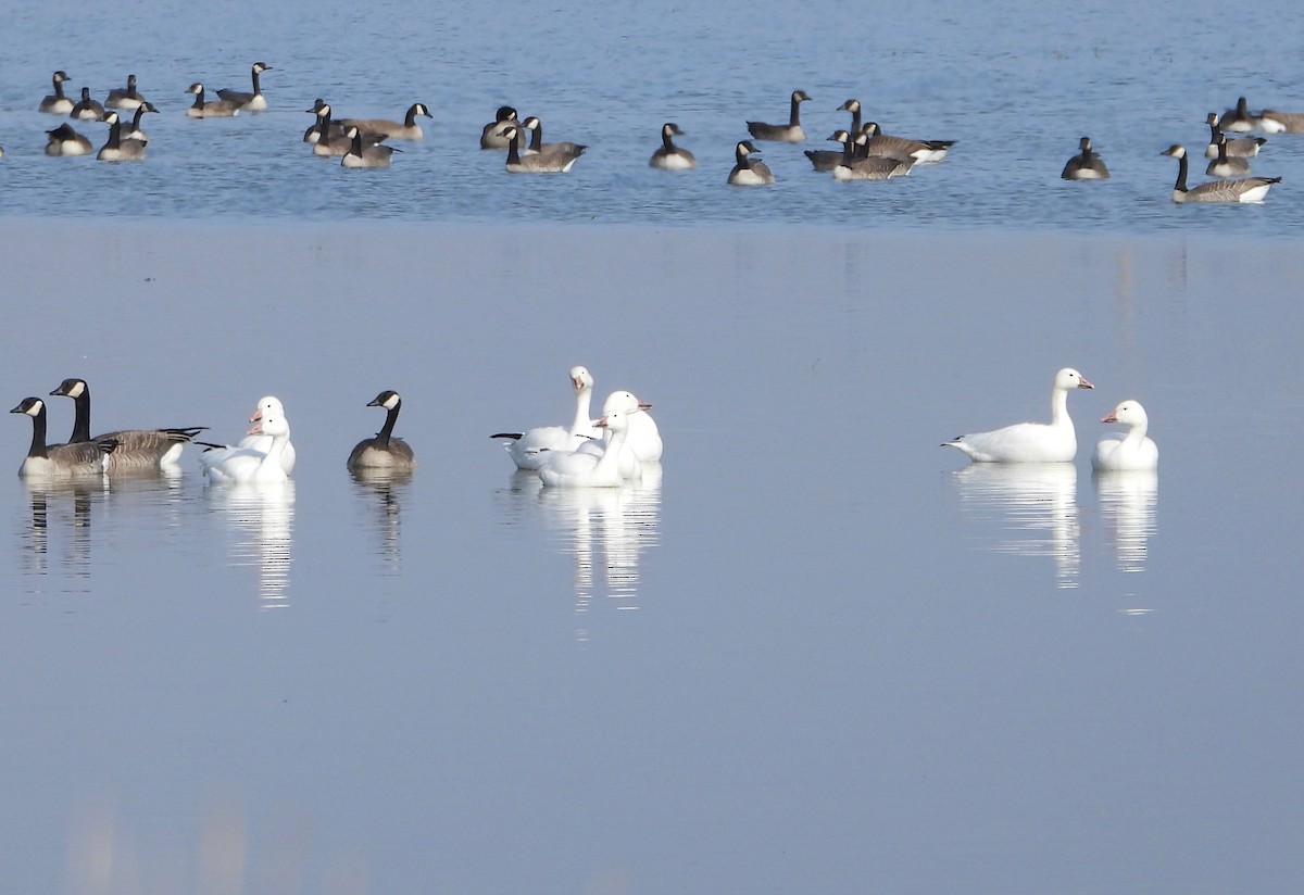 Snow Goose - ML125143171