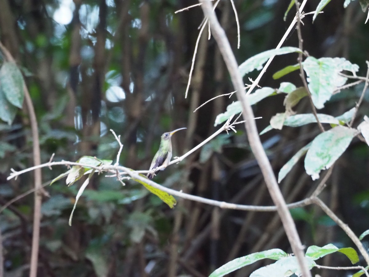 Краснохвостый колибри-отшельник - ML125145371