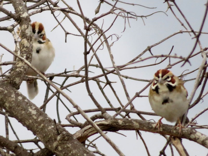 Lark Sparrow - ML125148221