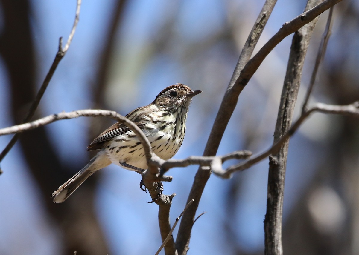 Speckled Warbler - David Ongley