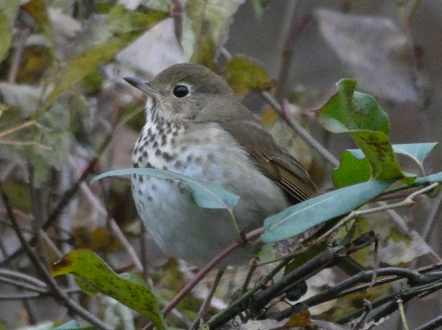 Hermit Thrush - ML125148731