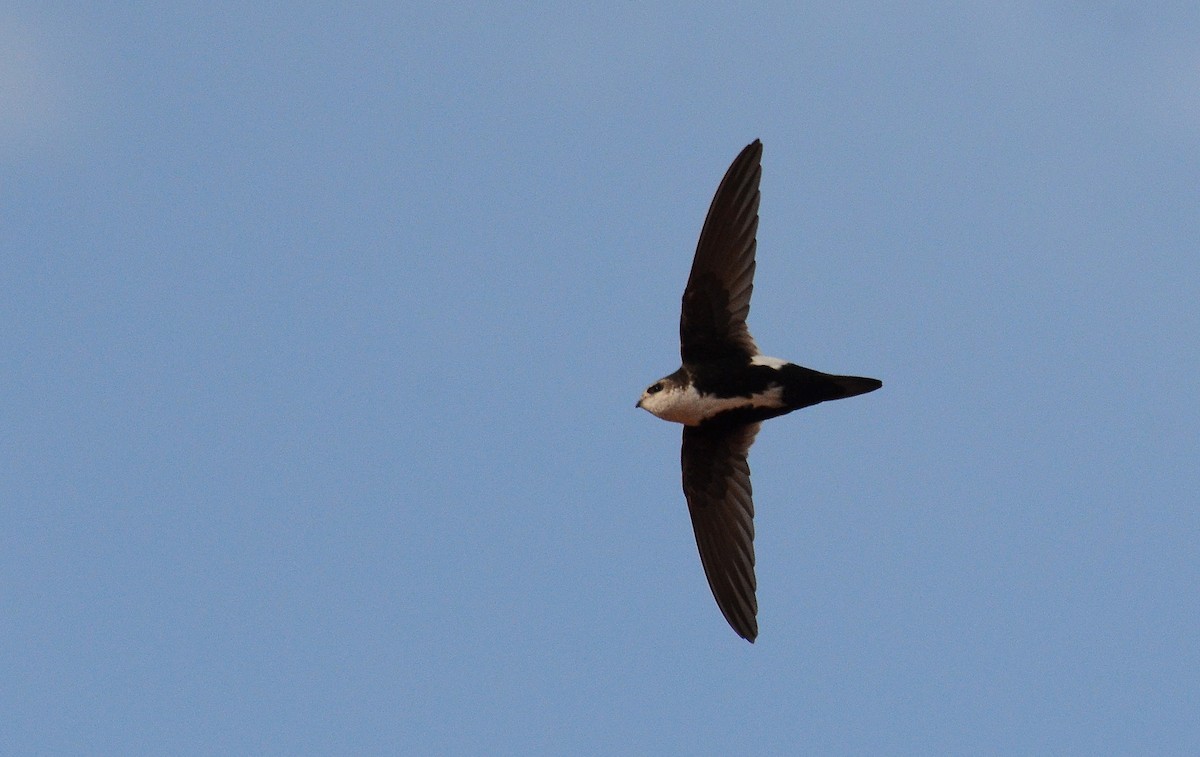 White-throated Swift - ML125148831