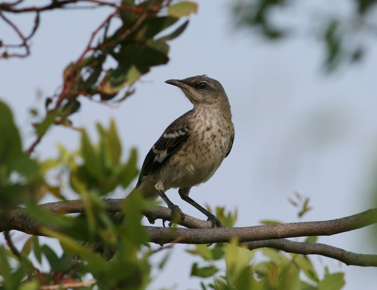 Northern Mockingbird - ML125148861