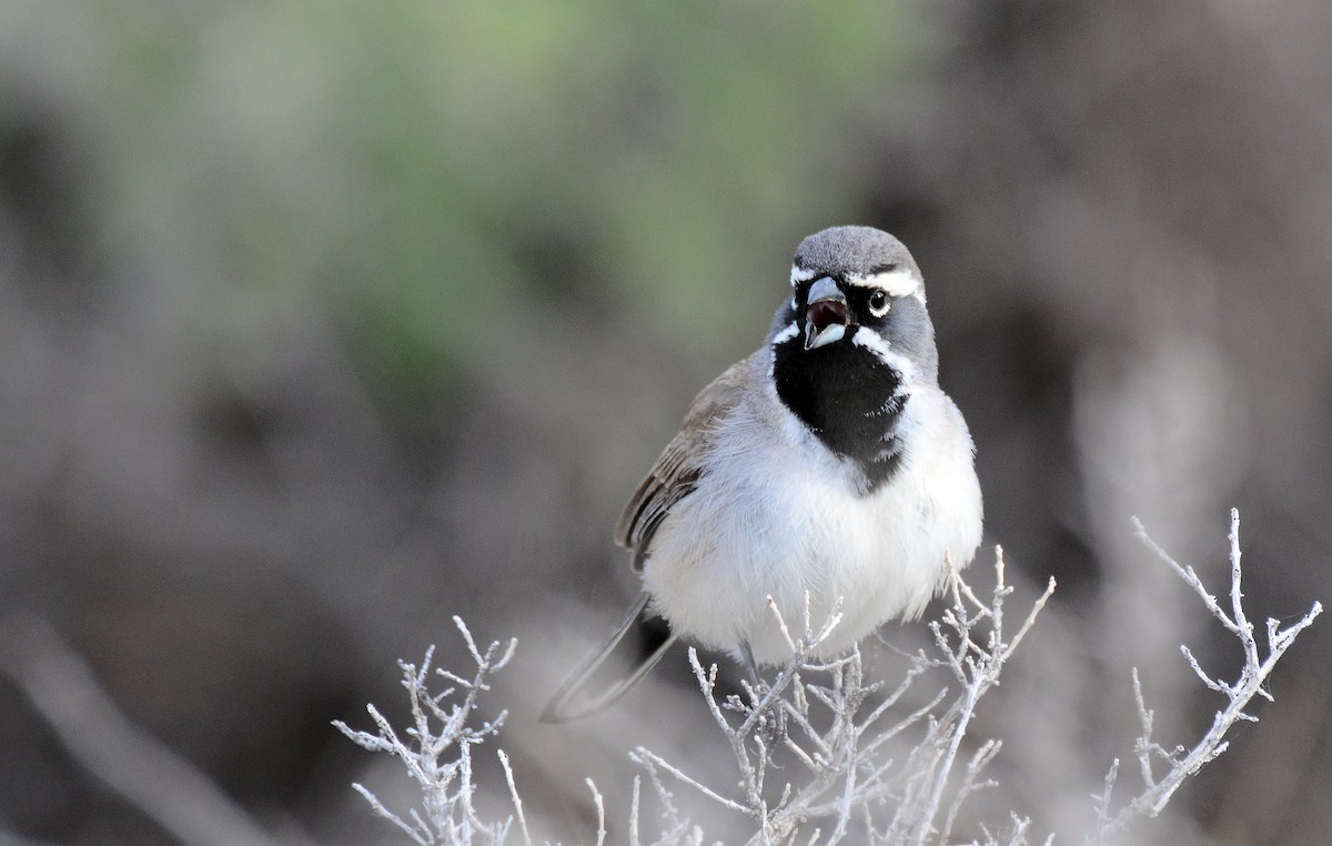 Black-throated Sparrow - ML125148871