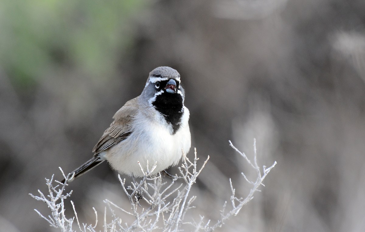 Black-throated Sparrow - ML125148881