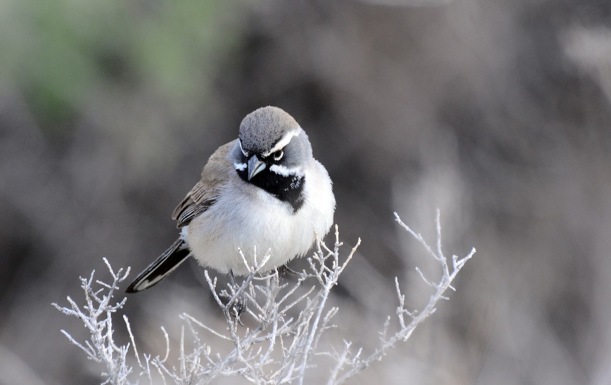 Black-throated Sparrow - ML125148891