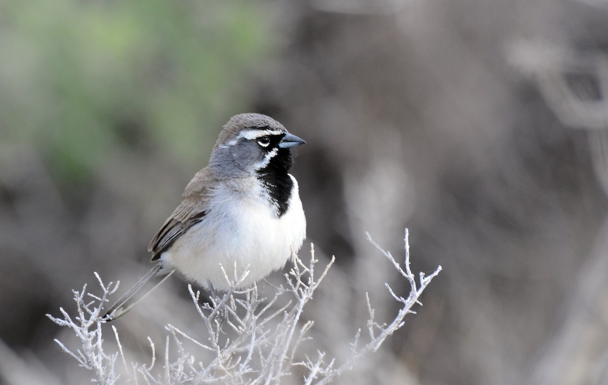 Black-throated Sparrow - ML125148901