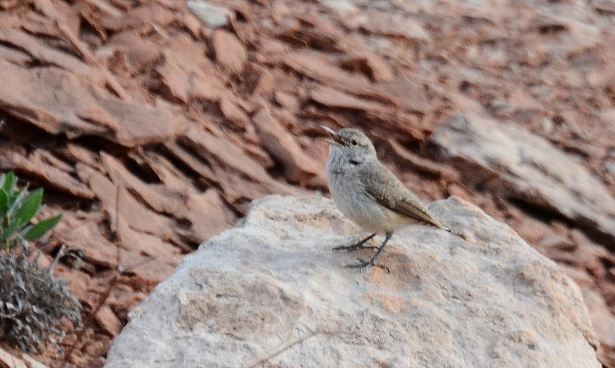 Rock Wren - ML125148911