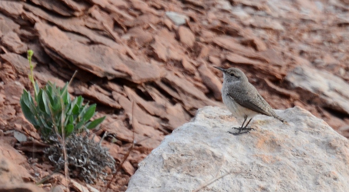 Rock Wren - ML125148921