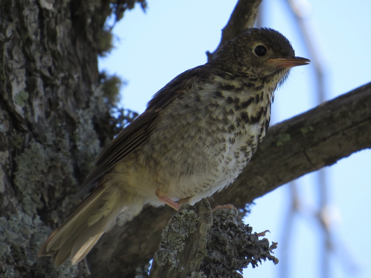 Hermit Thrush - ML125149071