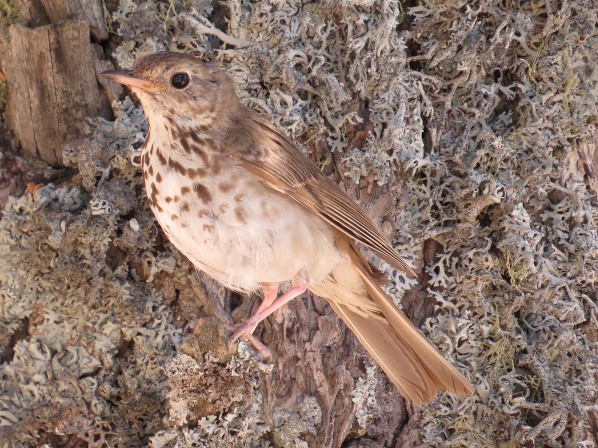 Hermit Thrush - ML125149081