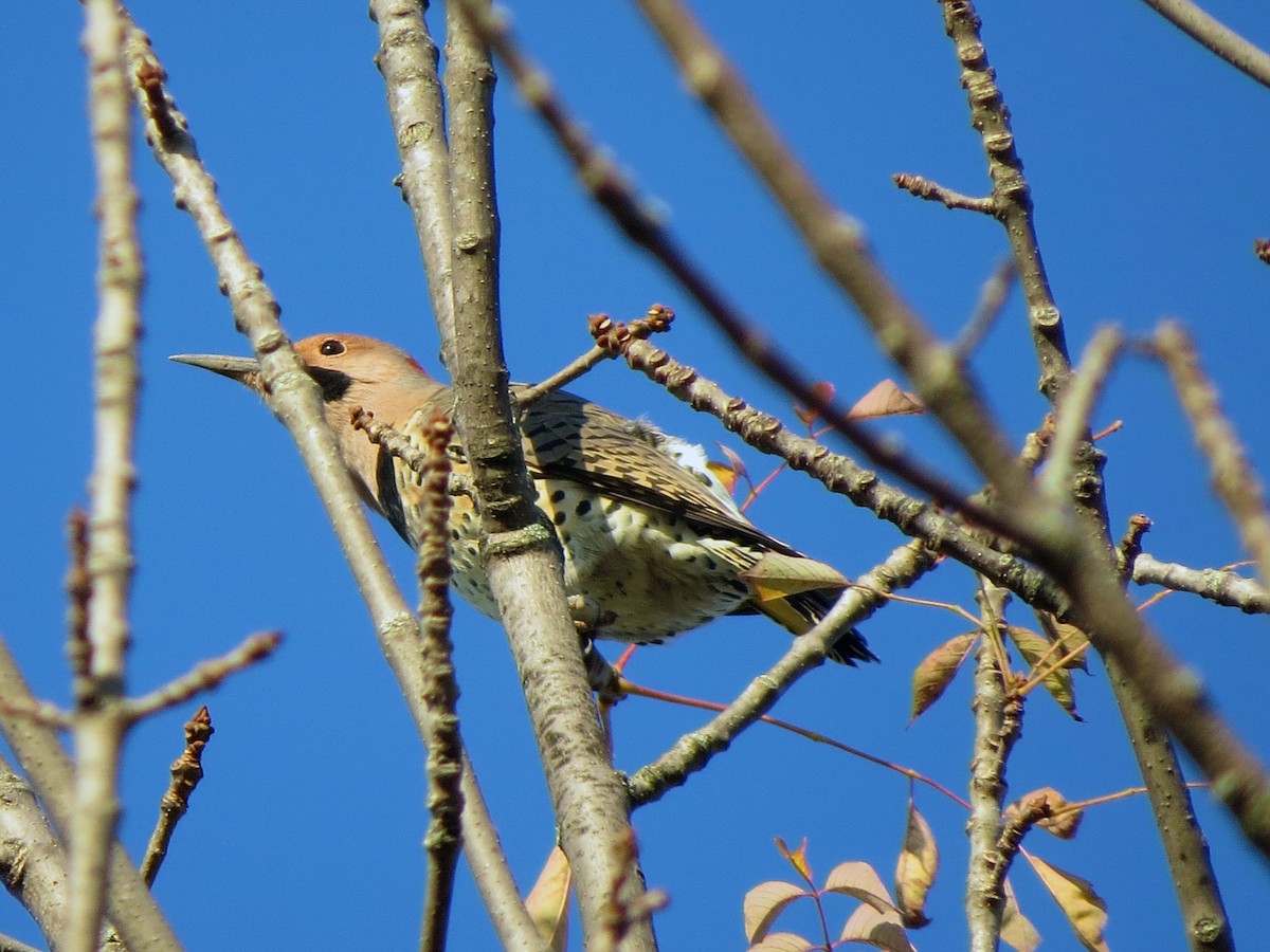 Northern Flicker (Yellow-shafted) - Alex Eberts